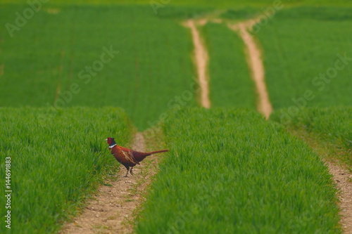 Wild pheasant on the farmland field in Devon, England