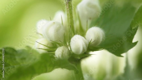 Macro closeup of a stinging nettle with unopened white flowers