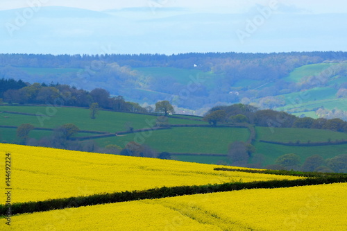 Rapeseed field on a farmland in rural Devon, England