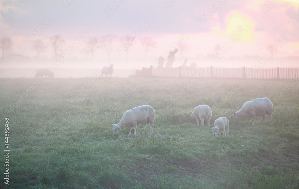 Fototapeta premium sheep grazing on pasture at sunrise