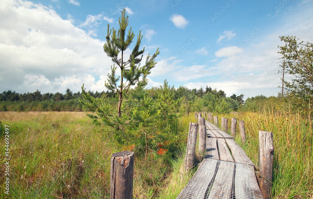 Fototapeta premium wooden path on marsh in summer