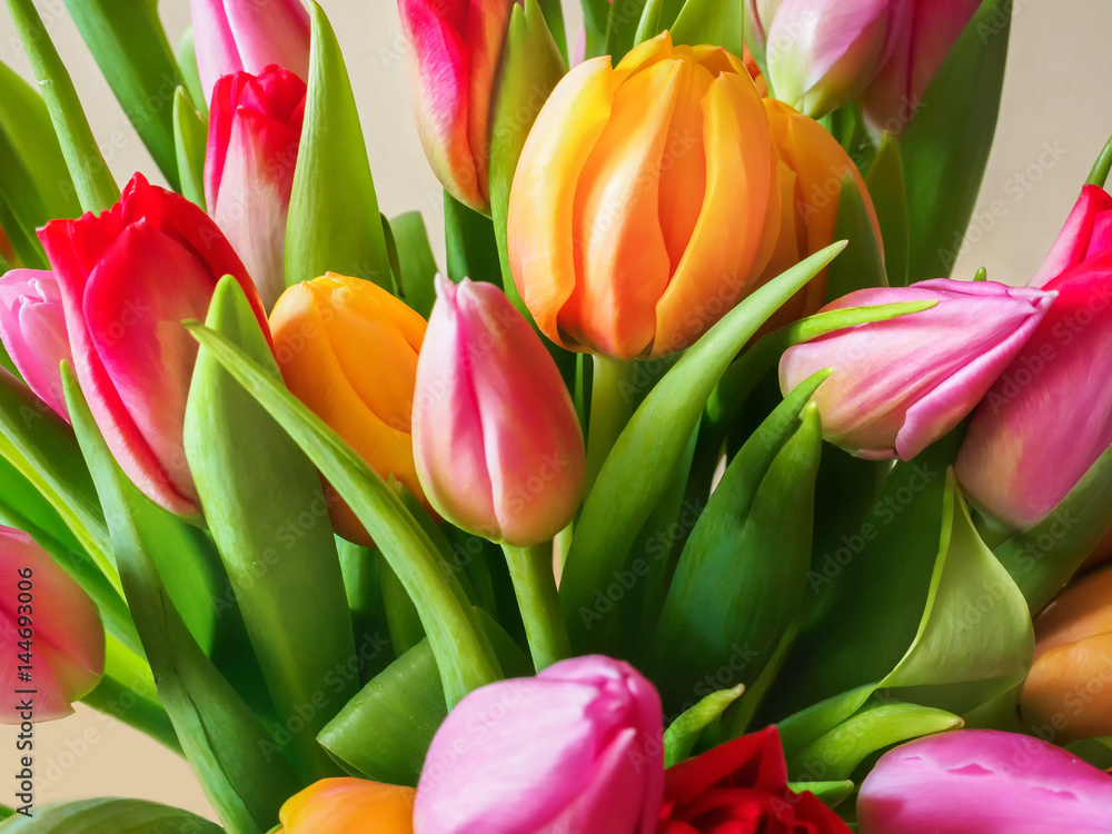 Tulip. Beautiful bouquet of tulips closeup. Tulip. Beautiful bouquet of tulips closeup.