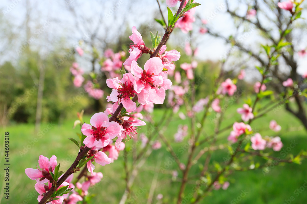 Bee on peach flower. Beekeeping Bee on peach flower. Beekeeping
