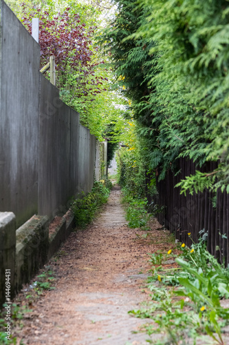 Bushes Allex Backyard House Residential Path Overgrown Green Lush photo