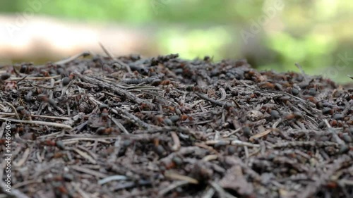 Macro closeup of an ants nest