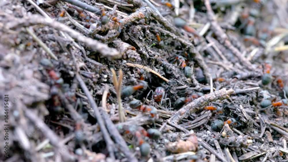 Macro closeup of an ants nest Macro closeup of an ants nest