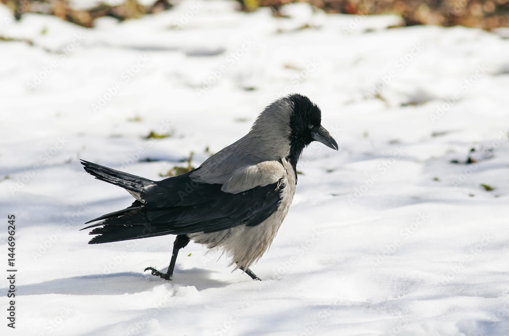 bird hooded crow strong paces around the deep white snow bird hooded crow strong paces around the deep white snow