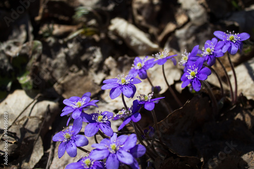 A group of blue primroses (Hepatica Nobili) in a spring forest. Selective focus. photo