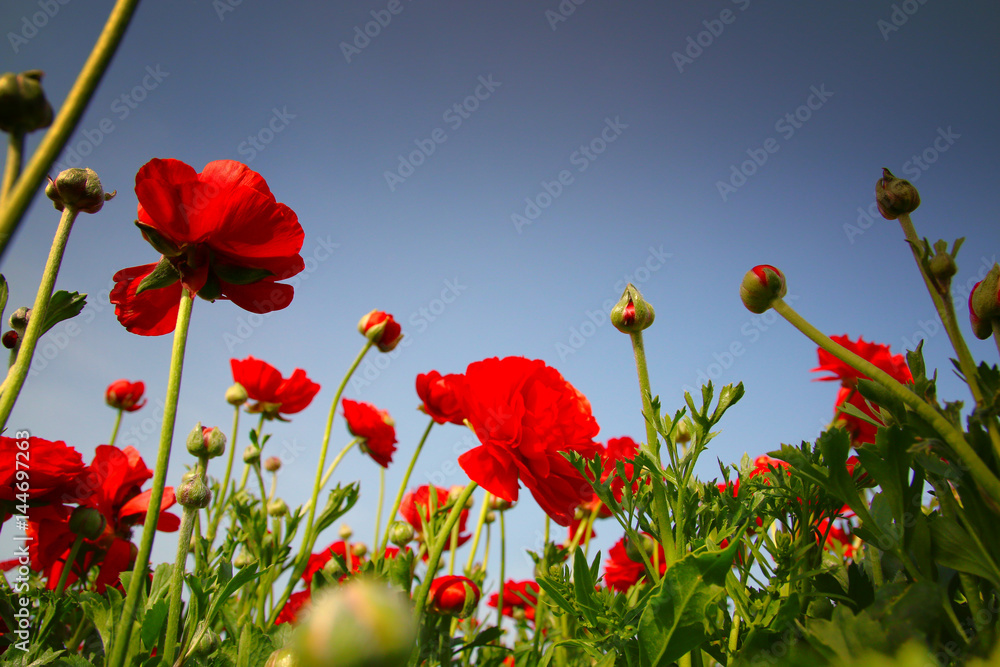 Obraz premium low angle Image of beautiful red spring flowers.