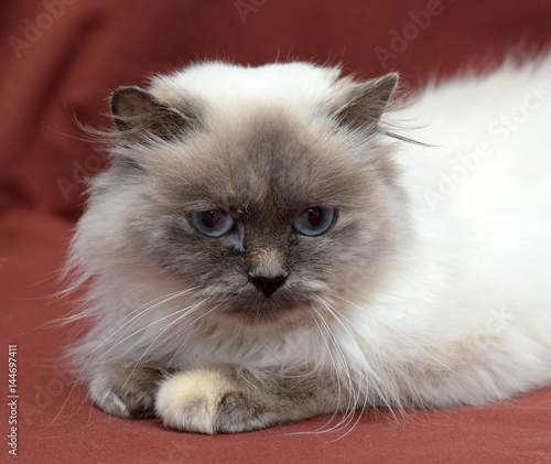 Himalayan bluepoint cat lying on red. photo