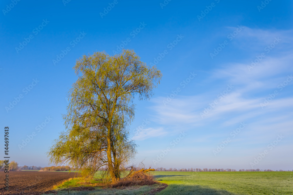 alone tree among a green fields alone tree among a green fields