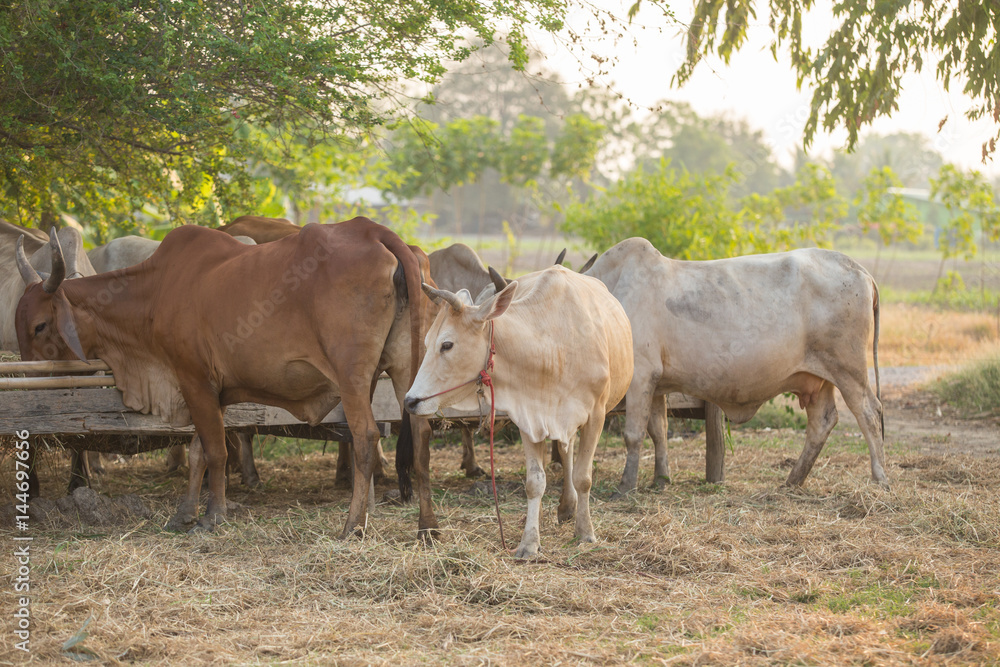 Beef Cattle Cow livestock in Farm