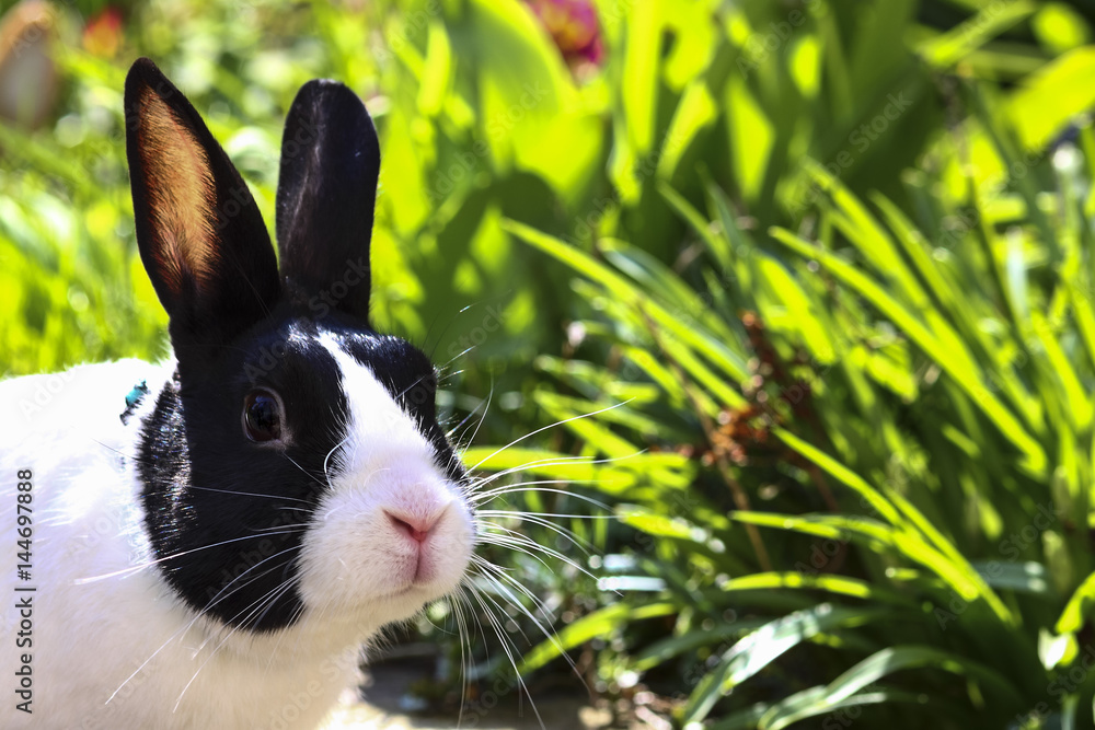 Naklejka premium Pet rabbit in garden