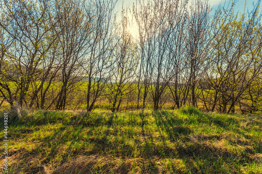 Fototapeta premium sun push through a small tree rows