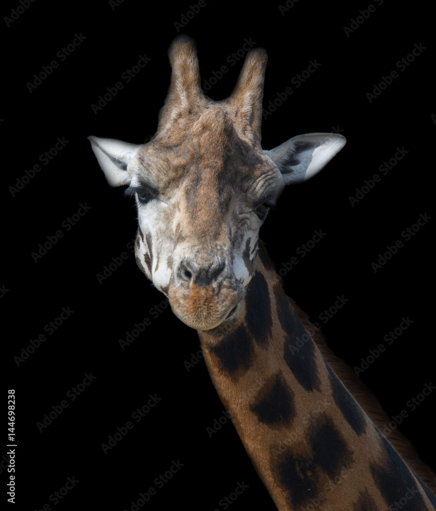 Obraz premium Giraffe close up