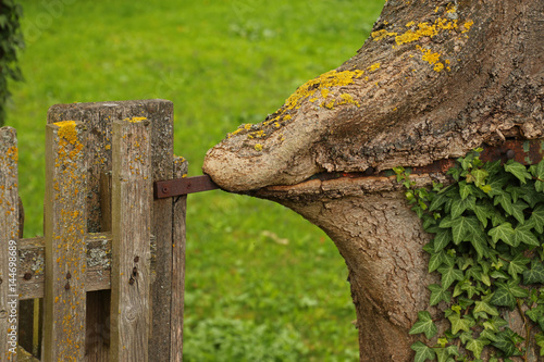 Baum beißt in Metallzaun