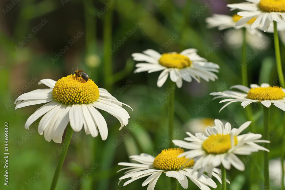 A bee collecting pollen on a white chamomile daisy flower A bee collecting pollen on a white chamomile daisy flower