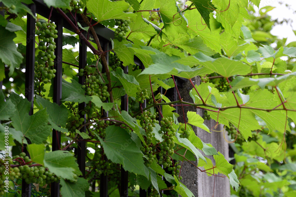庭の垣根から垂れ下がる 蒼い野ブドウ Stock Photo Adobe Stock 庭の垣根から垂れ下がる 蒼い野ブドウ Stock Photo Adobe Stock