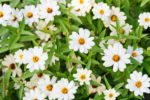 Fotografi White zinnia angustifolia flowers