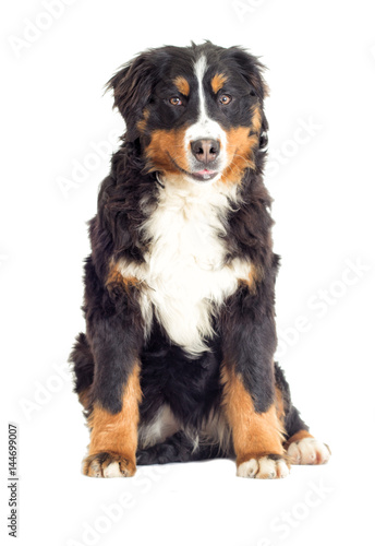 Bernese Mountain Dog on a white background