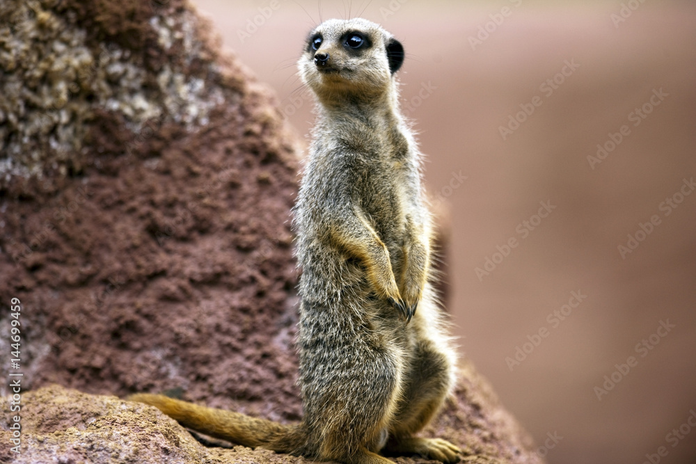 Meerkat Meerkat