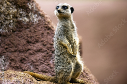 Meerkat © wayne