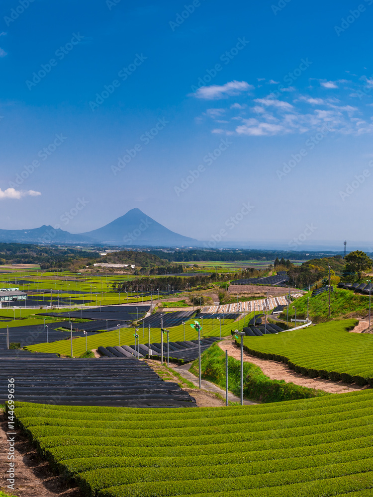 Obraz premium 知覧の茶畑と開聞岳