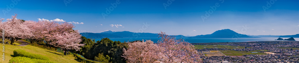 国分城山公園の桜と桜島