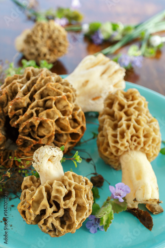 Mushrooms morel on a blue plate. Edible mushrooms.