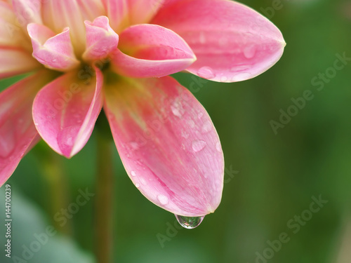 pink Dahlia flower closeup with water droplets on petals  morning dew  macro foto