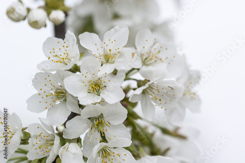 White cherry blossoms on a branch.