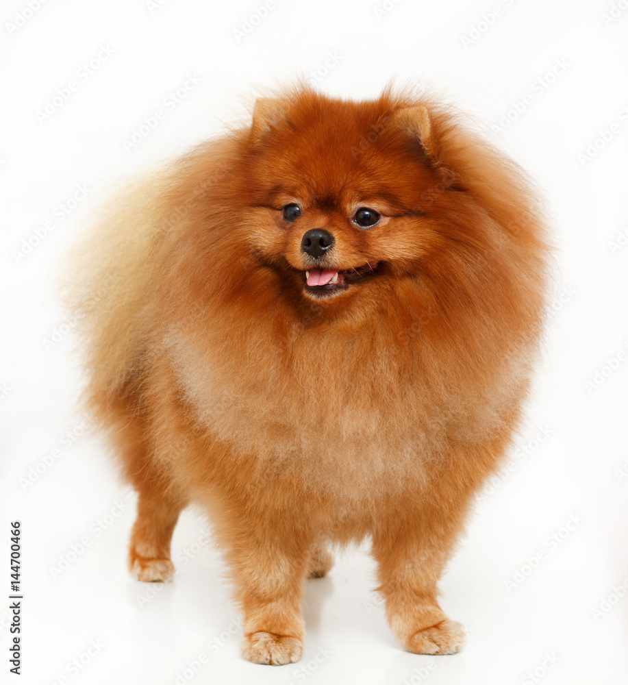 Pomeranian dog isolated of white background Pomeranian dog isolated of white background