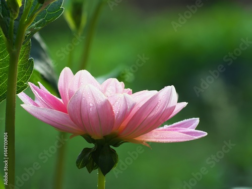 Pink dahlia Flower on the natural background  closeup photo