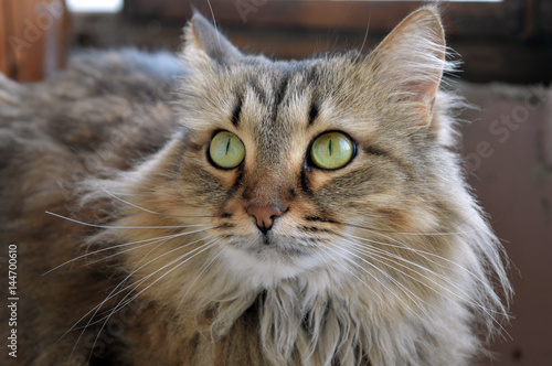 Slika na platnu cat animal  feline domestic  house furry beast Siberian green eyes breed comfort