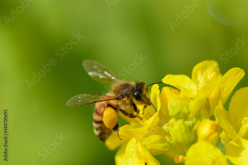 春、菜の花に遊ぶ、ミツバチ