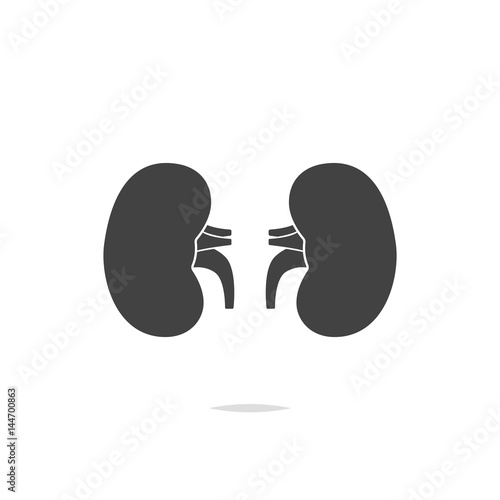 Human kidney icon vector