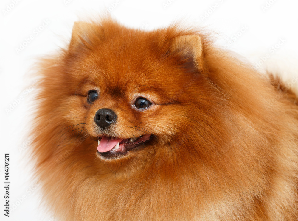 Pomeranian dog isolated of white background Pomeranian dog isolated of white background
