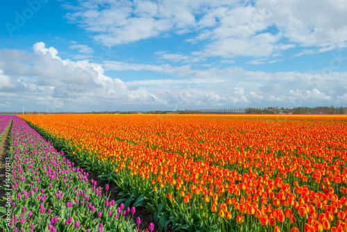 Field with tulips below a blue cloudy sky in spring