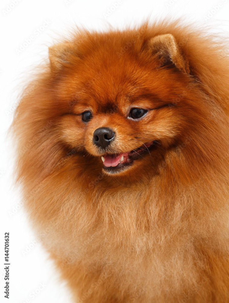 Fototapeta premium 865733 Pomeranian dog isolated of white background