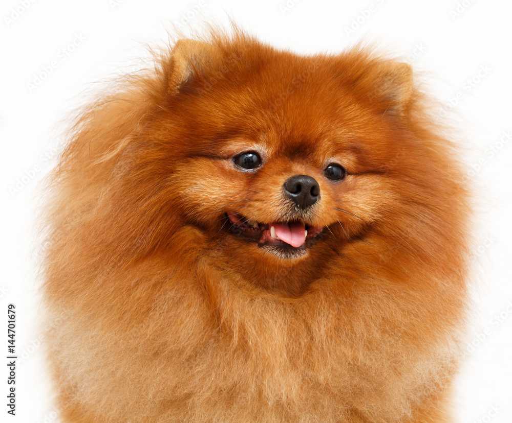 865735 Pomeranian dog isolated of white background 865735 Pomeranian dog isolated of white background