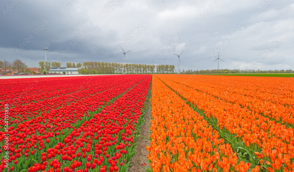 Field with tulips below a cloudy sky in spring