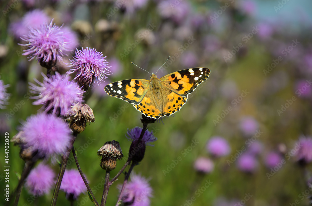 Obraz premium Butterfly Painted lady (Vanessa cardui) on thistle blooming flower,copy space.