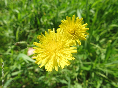 flores amarillas en el jardin