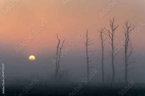 Tree silhouettes during sunrise with fog. Copy space.