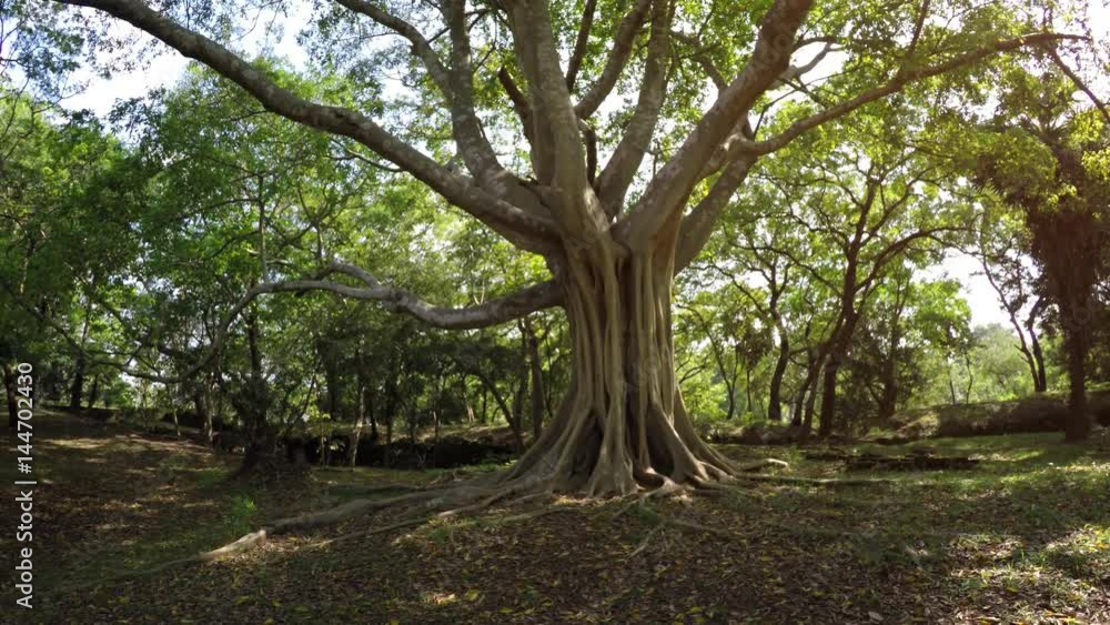 Gnarled, Mature, Tropical Tree with Nature Sounds Gnarled, Mature, Tropical Tree with Nature Sounds