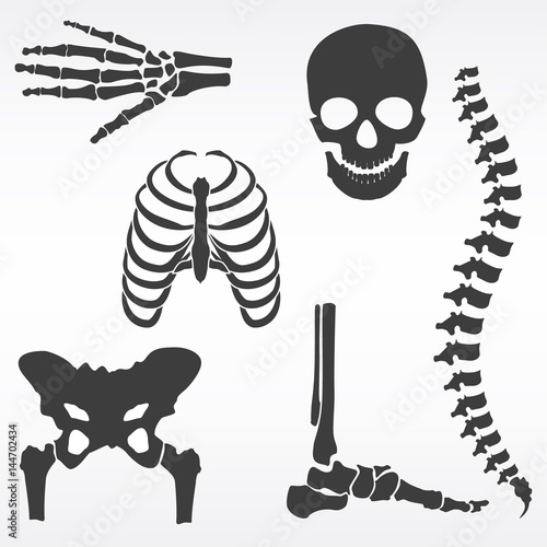 Human skeleton vector