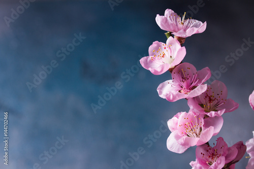 Fototapeta Naklejka Na Ścianę i Meble -  pink cherry blossom on gray and blue background