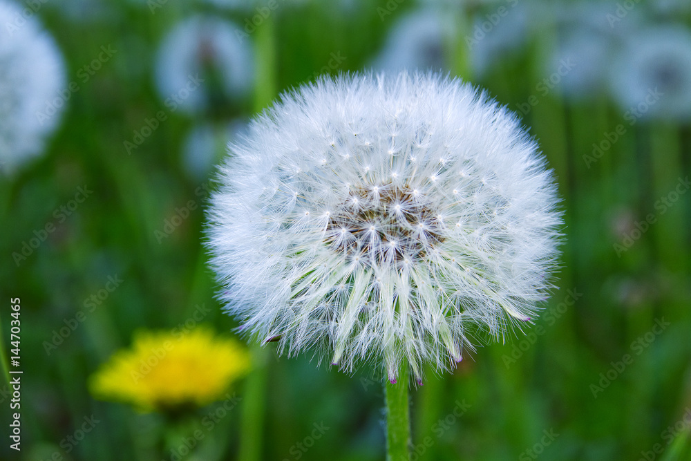 Fototapeta premium soffione del tarassaco o taraxacum officinale fiore ed infruttescenza soffione