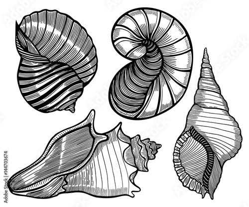 Hand drawn set of various seashell.