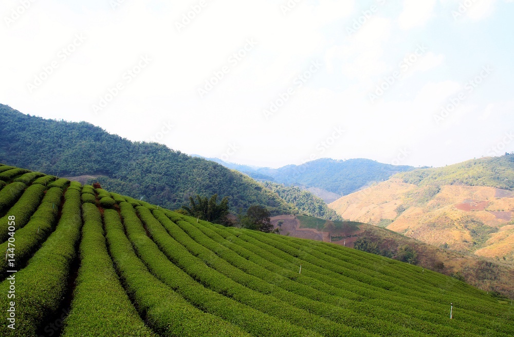 Tea plantation view in Chiang Rai,Thailand